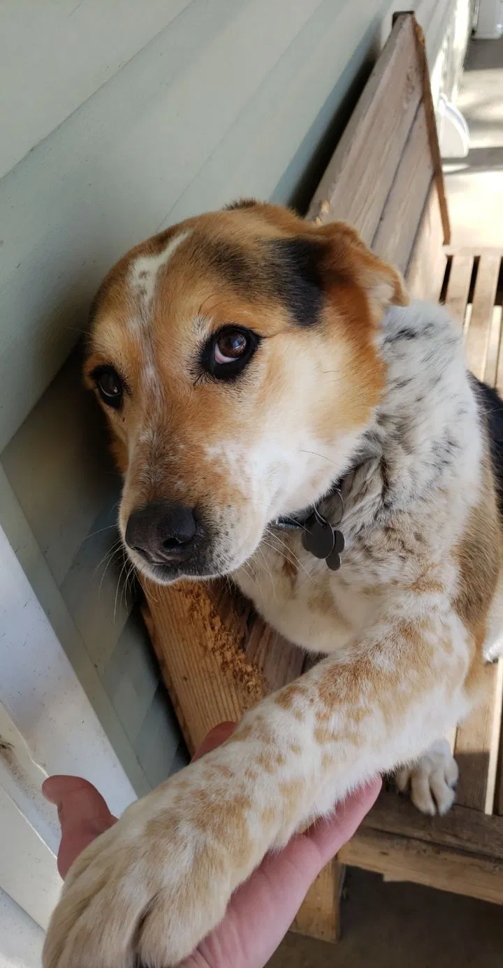 Lost dog in New Prague, MN, 56071