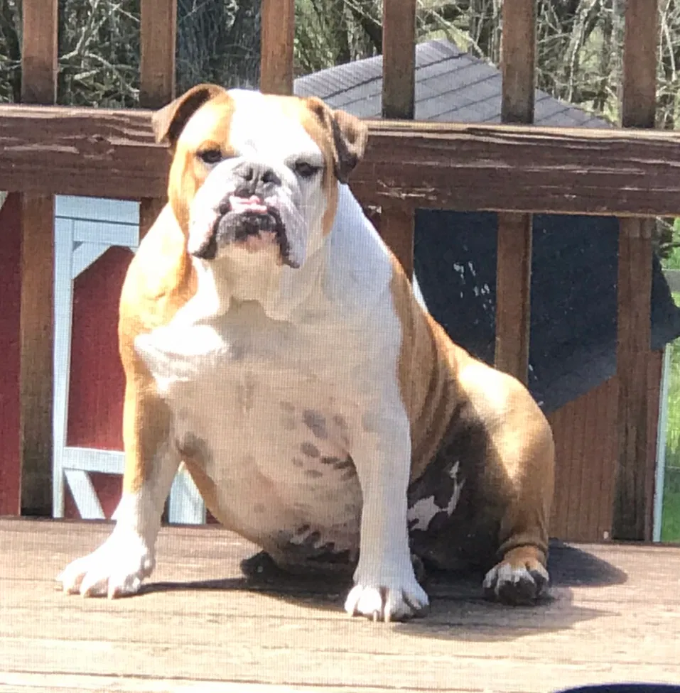 Lost dog in Perry Park, KY, 40363