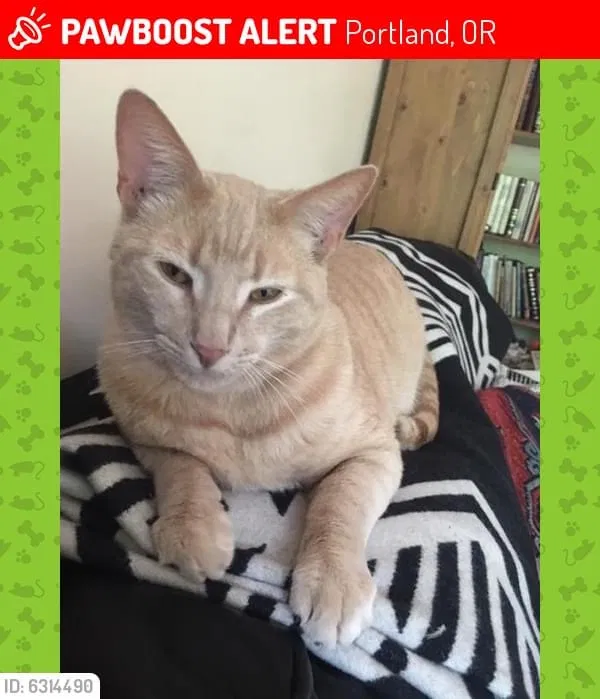 Lost cat in Portland, OR, 97239