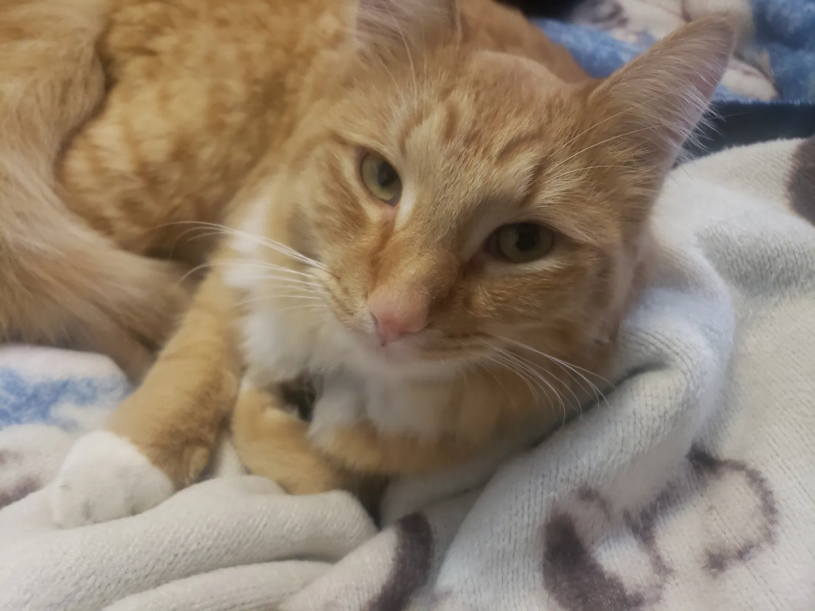Lost cat in Santa Maria, CA, 93454