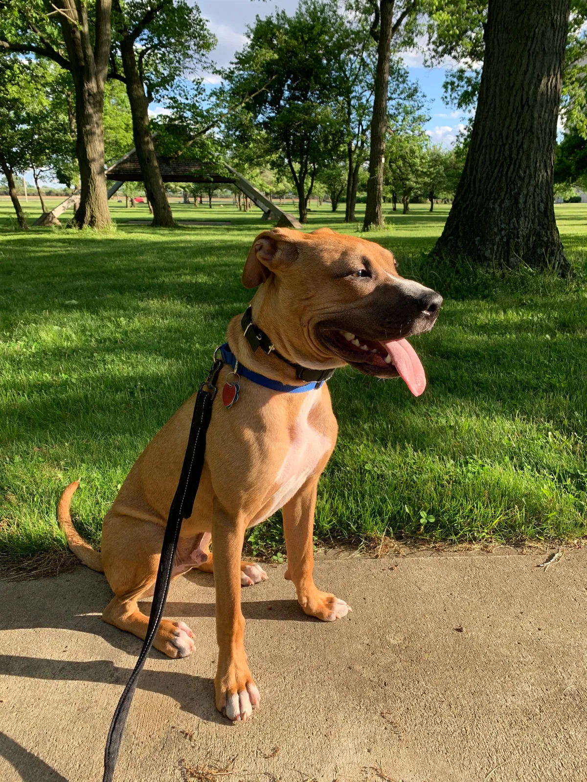 Lost dog in Lakeside Marblehead, OH, 43440