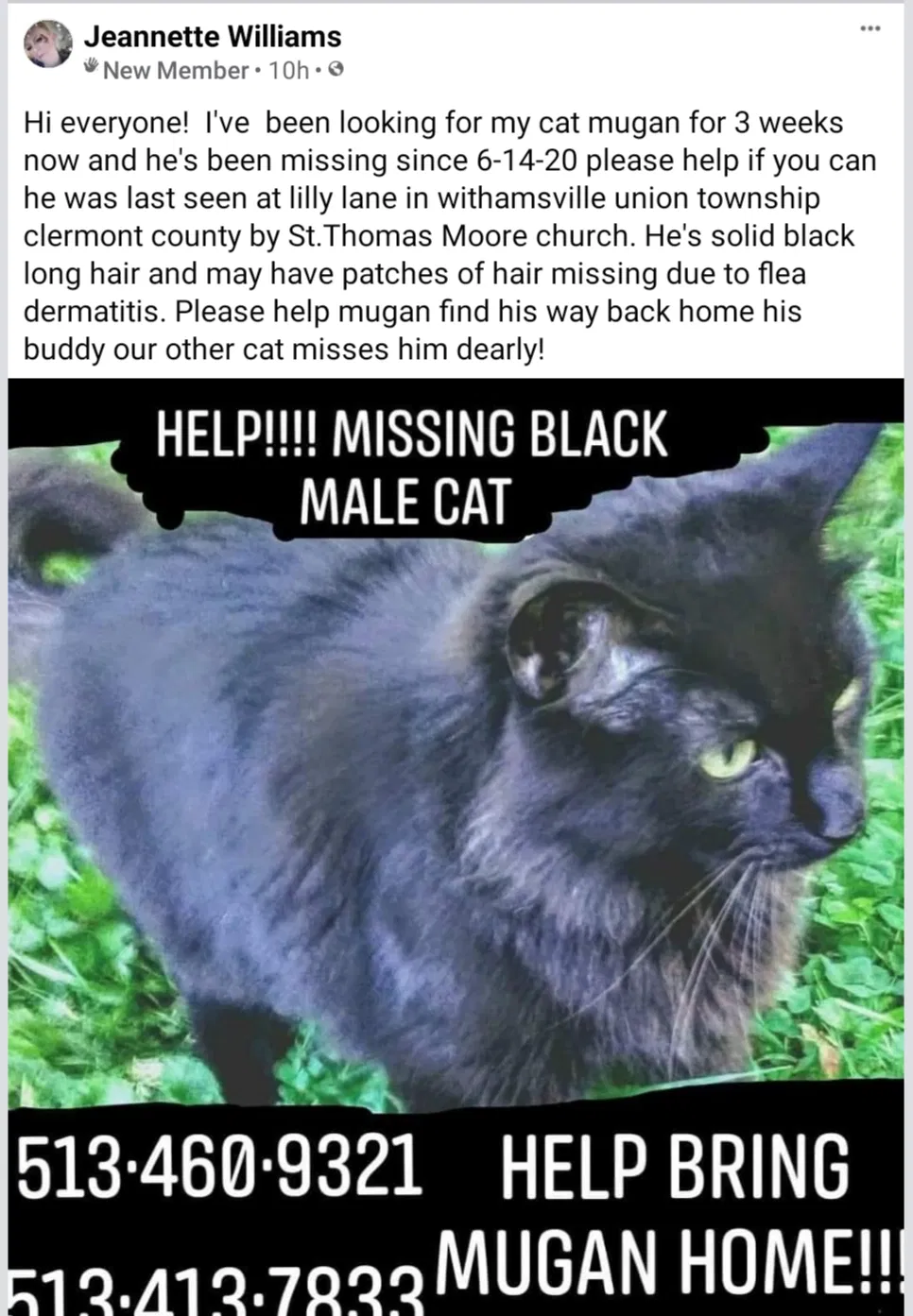 Lost cat in Cincinnati, OH, 45245