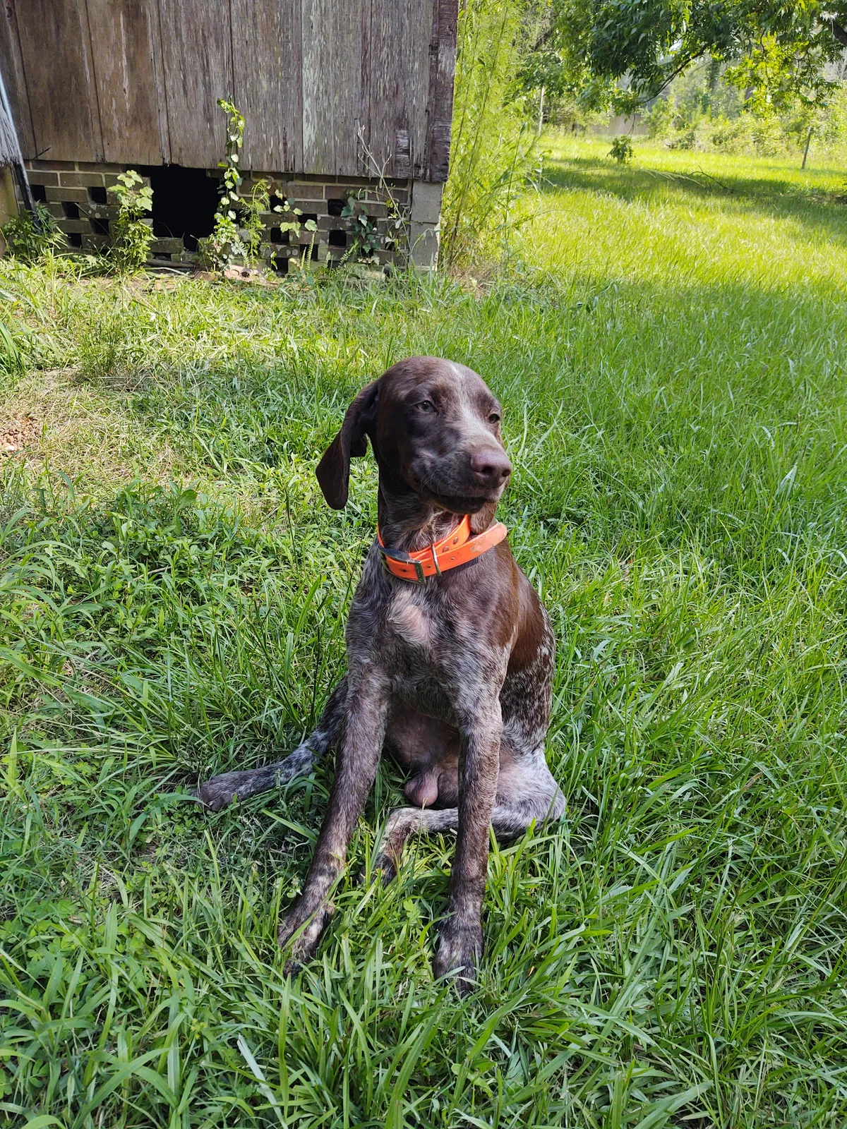 Lost dog in Tallahassee, FL, 32305