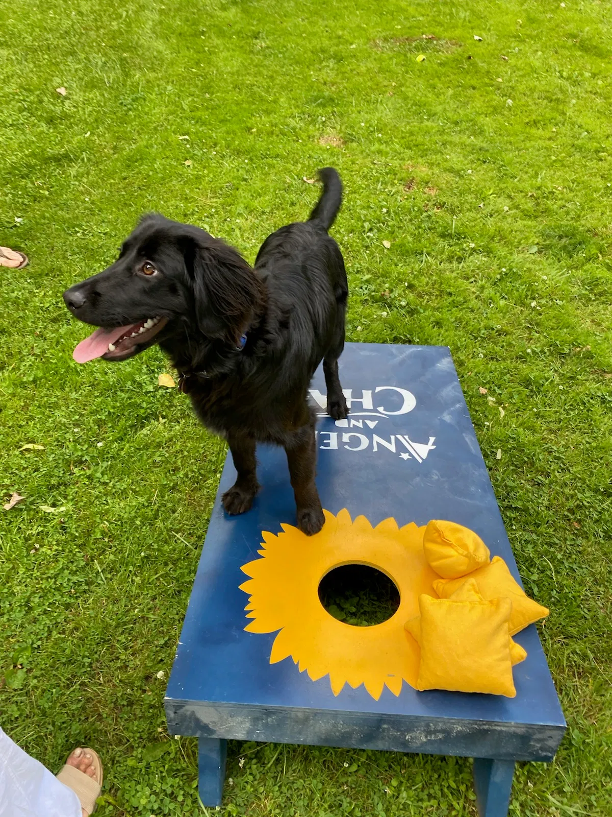 Lost dog in Hudson, OH, 44236