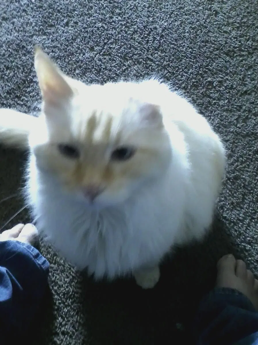 Lost cat in Denver, CO, 80219