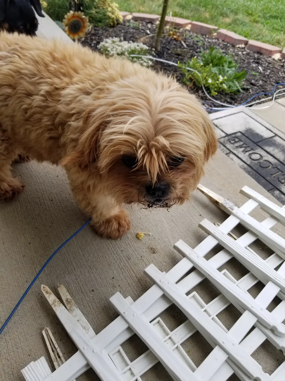 Lost dog in Burlington, KY, 41005