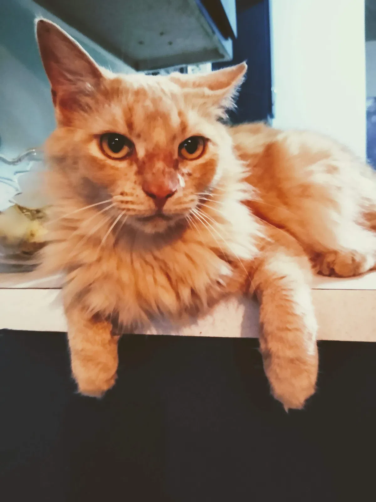 Lost cat in Indialantic, FL, 32903