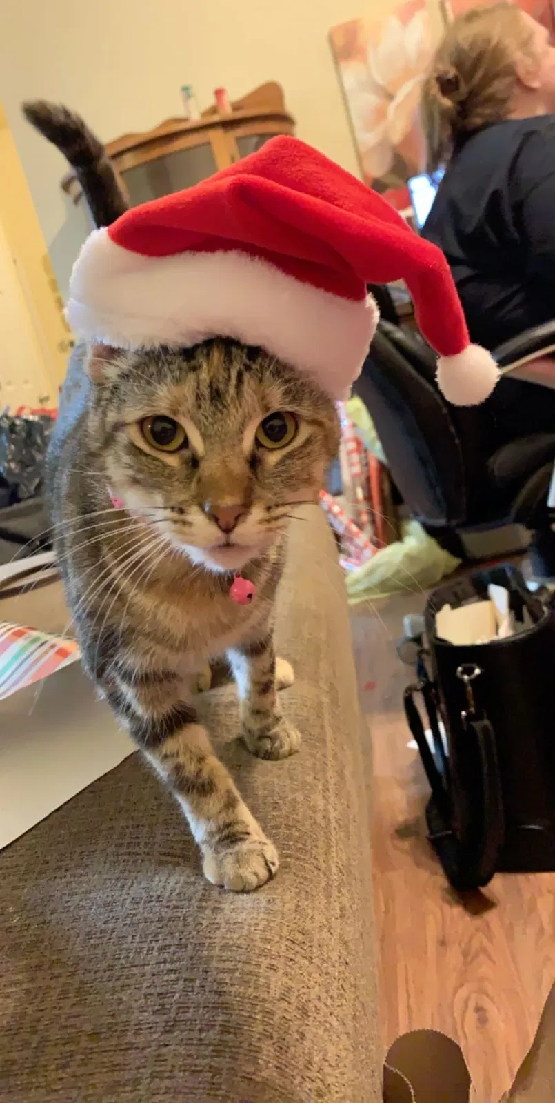 Lost cat in Springfield, MO, 65803