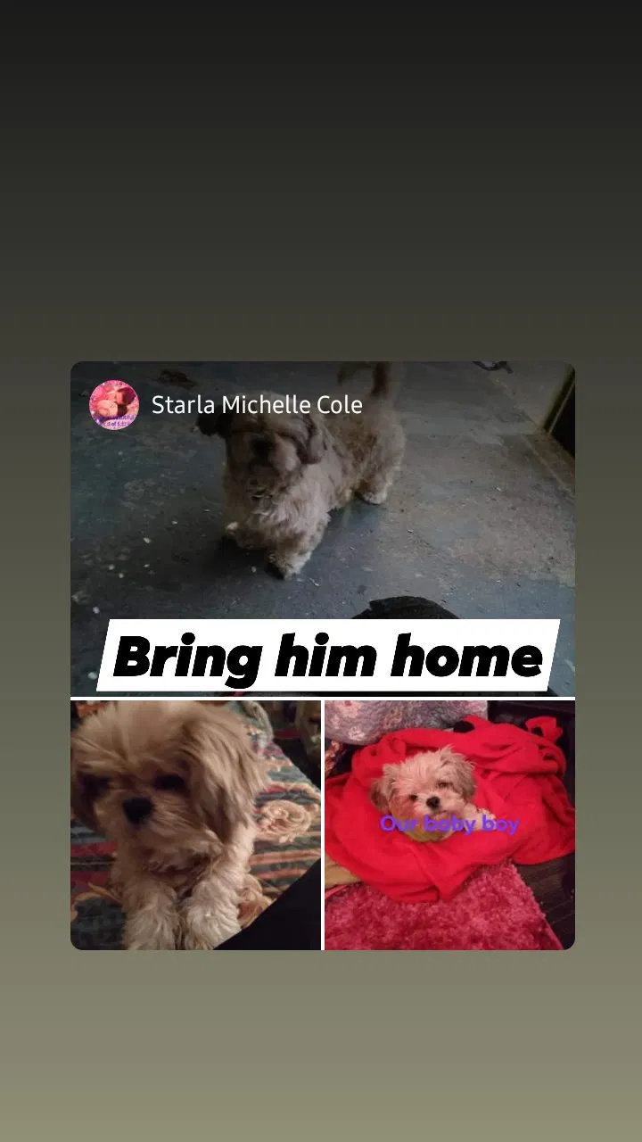 Lost dog in Owensboro, KY, 42301