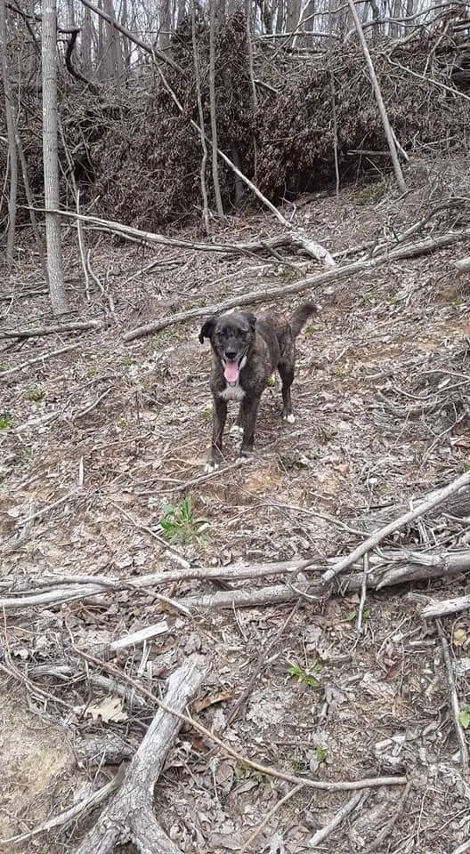 Lost dog in Bardstown, KY, 40004