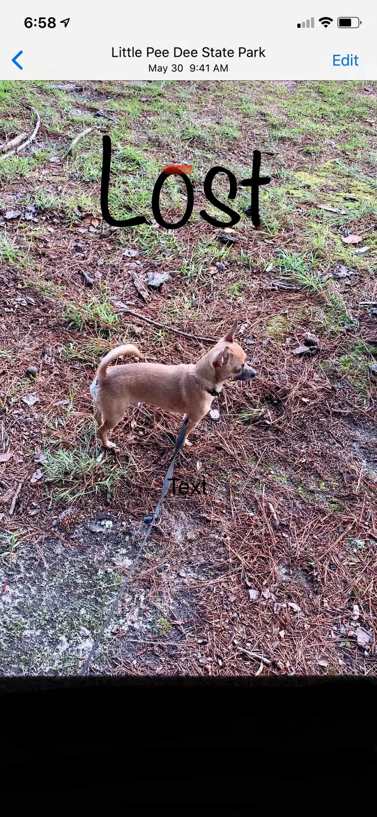 Lost dog in Rowland, NC, 28383