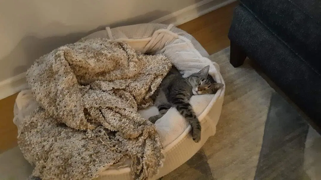 Lost cat in Waterford, MI, 48327