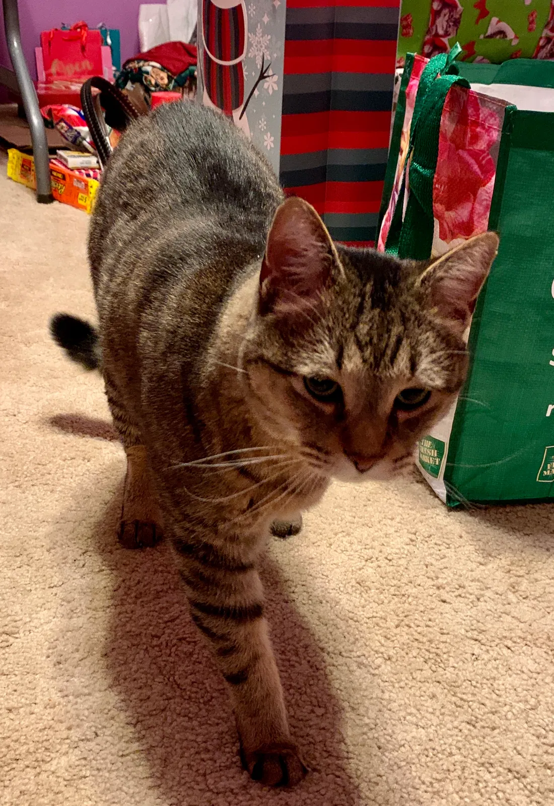 Lost cat in Pittsburgh, PA, 15241
