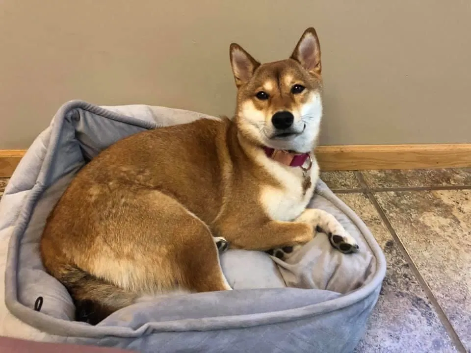Lost dog in Farmington, MN, 55024
