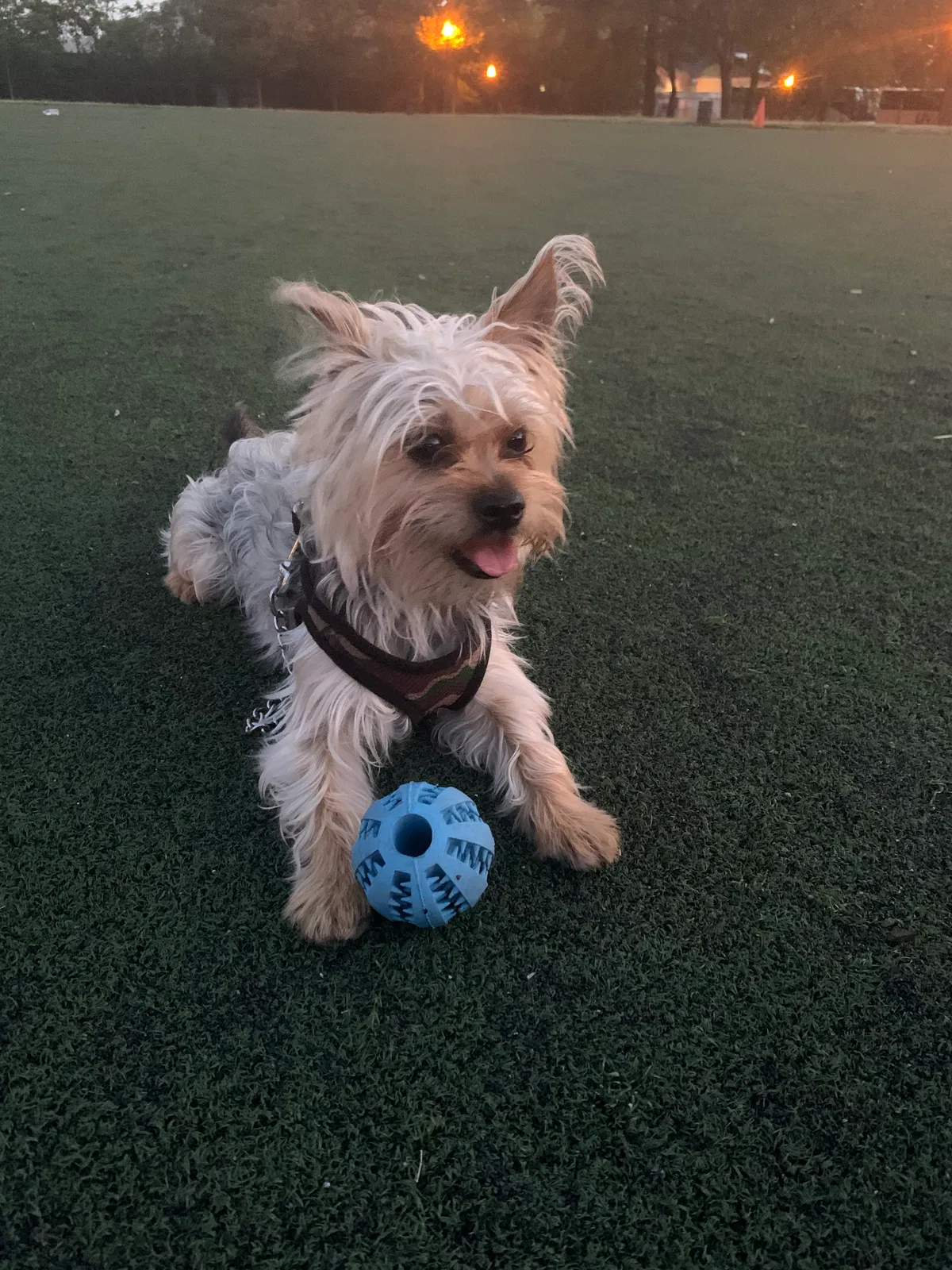 Lost dog in Jamaica, NY, 11434