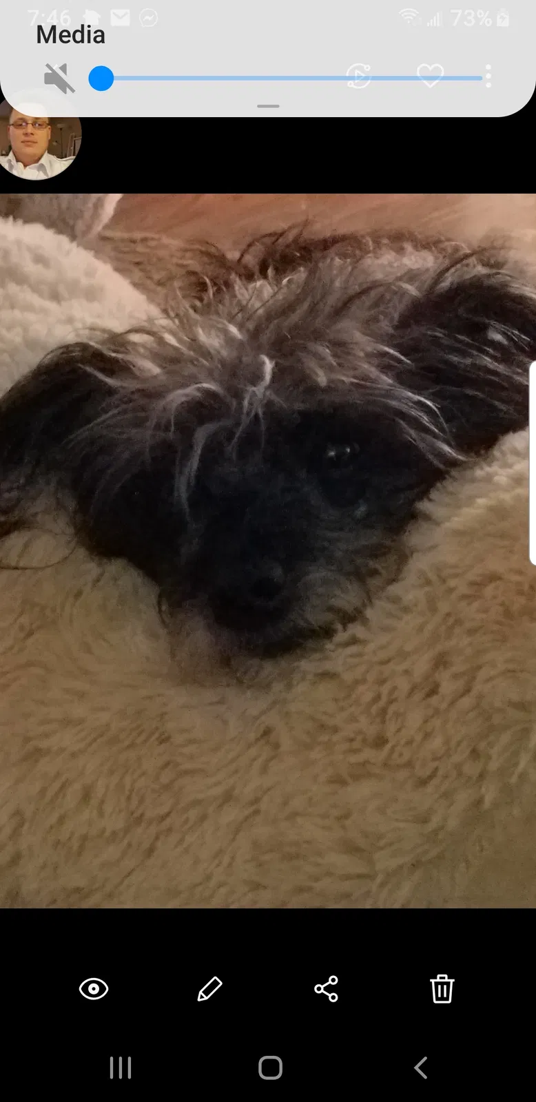 Lost dog in Bakersfield, CA, 93304