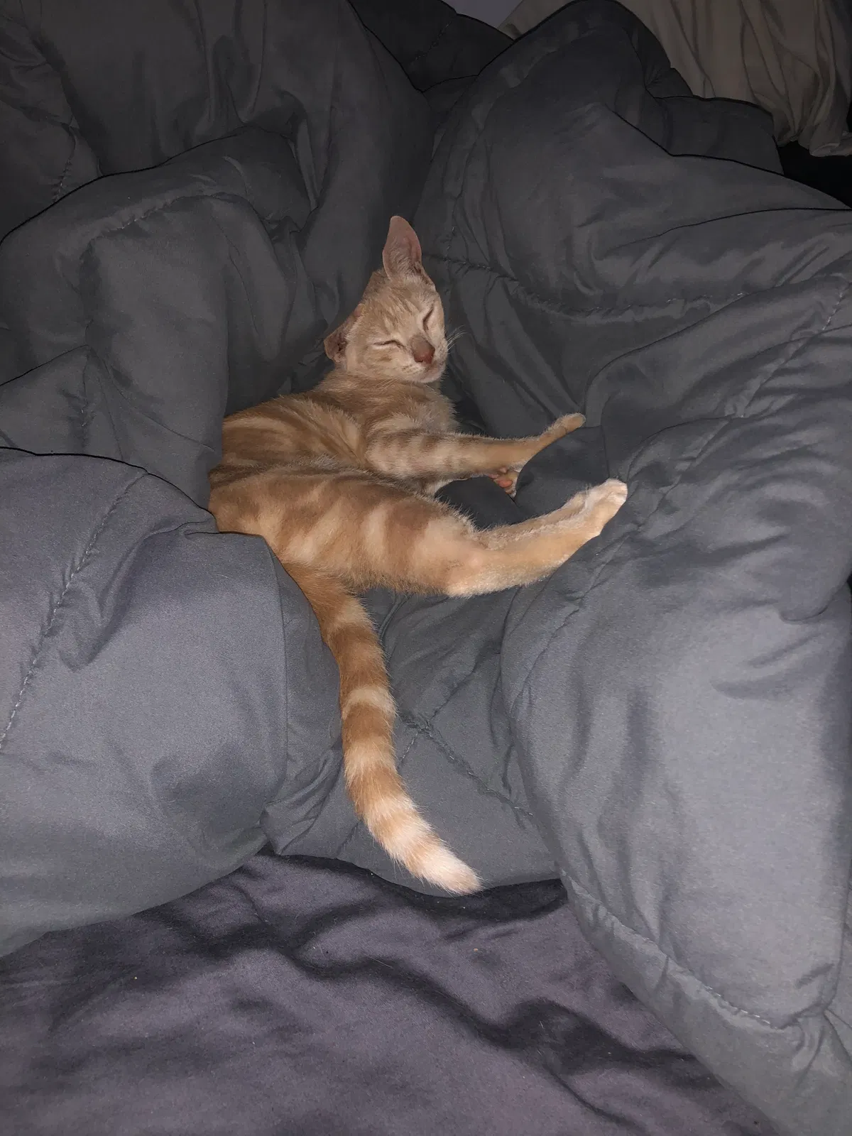 Lost cat in Beaufort, SC, 29902