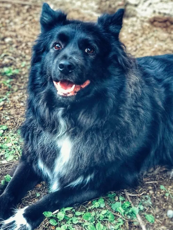 Lost dog in Port Orchard, WA, 98366