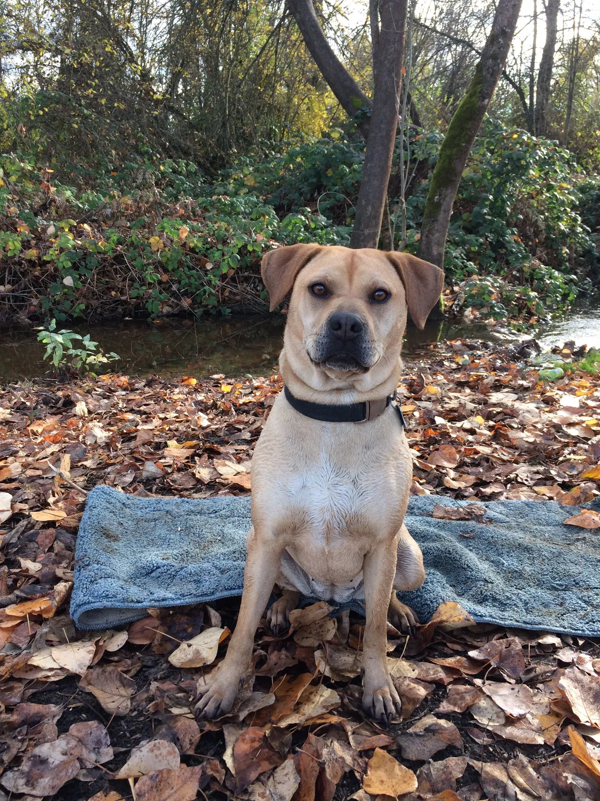 Lost dog in Central Point, OR, 97502