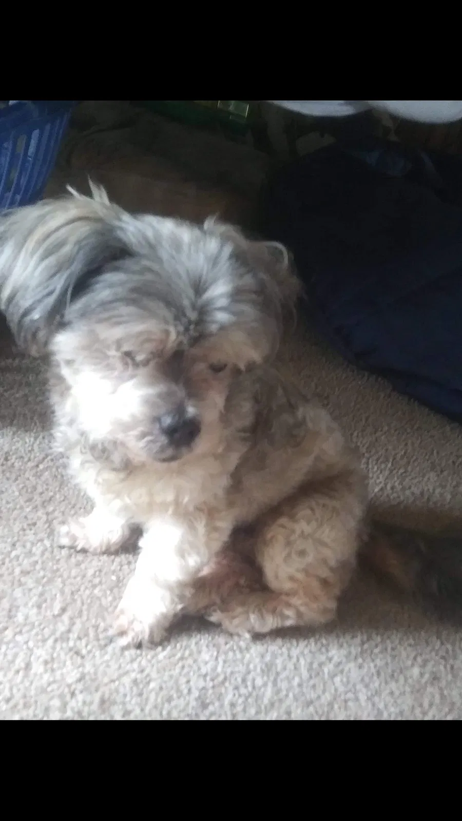 Lost dog in Florence, SC, 29506