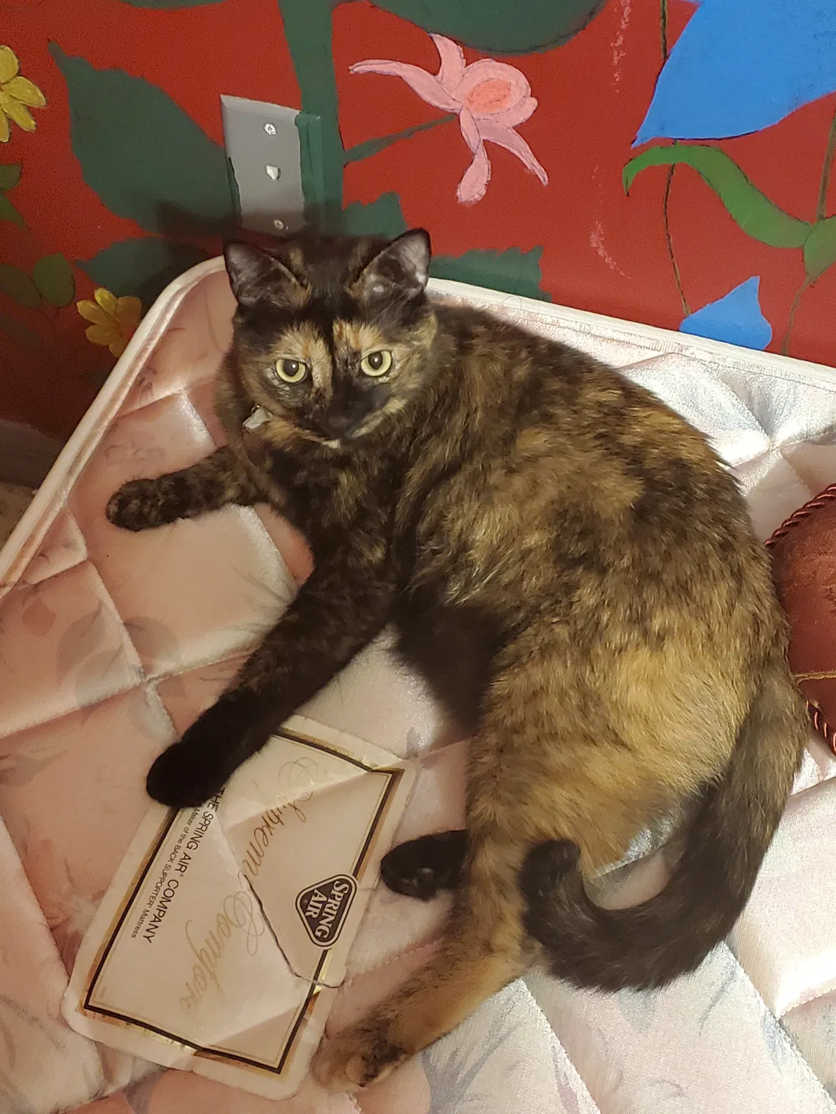 Lost cat in Deltona, FL, 32725