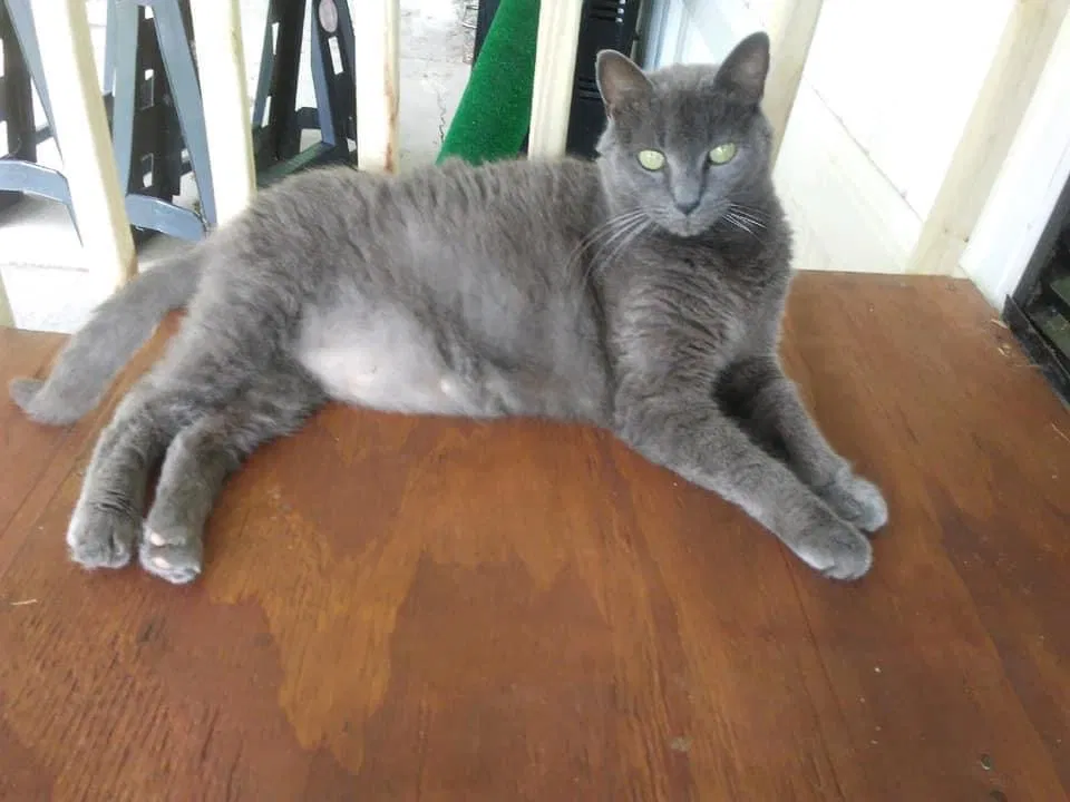 Lost cat in White Lake, MI, 48383