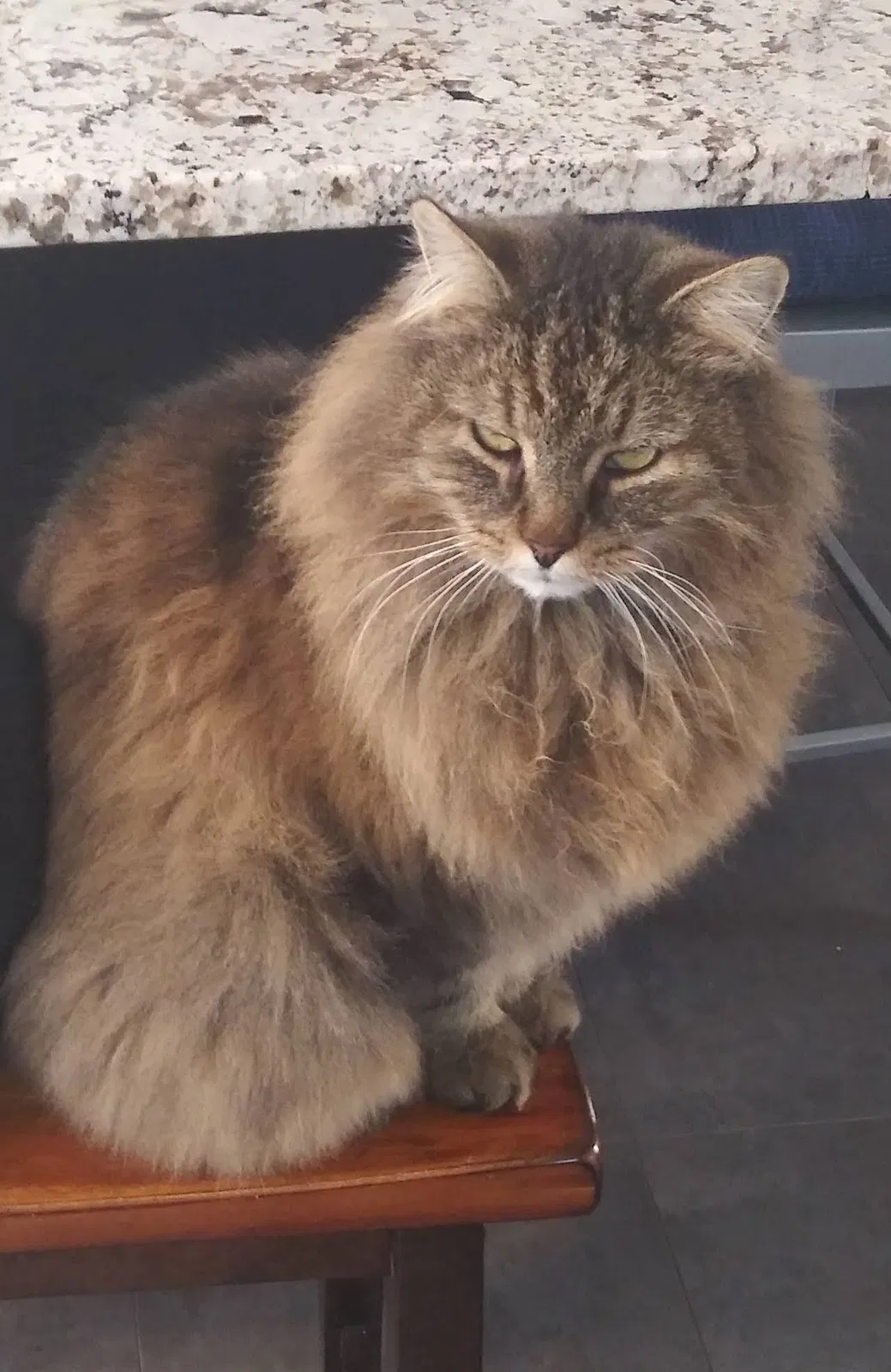 Lost cat in Matthews, NC, 28105