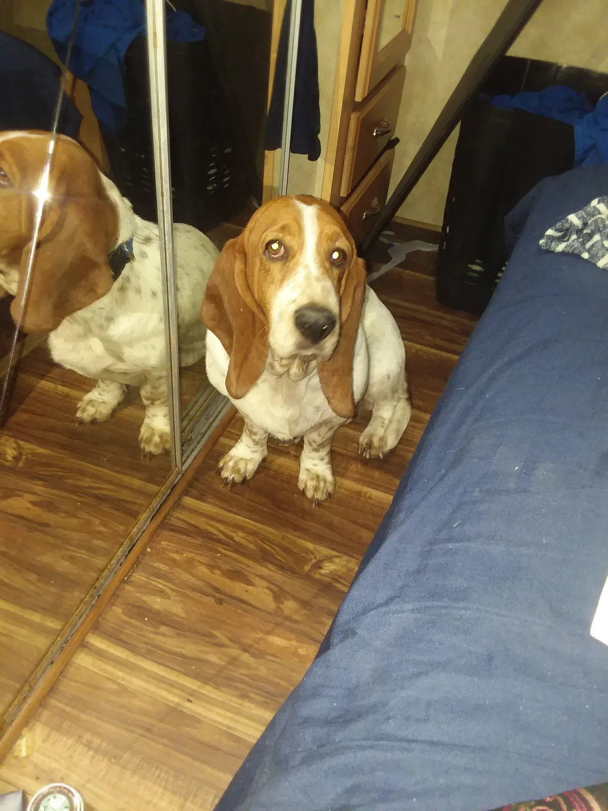 Lost dog in Longview, TX, 75602