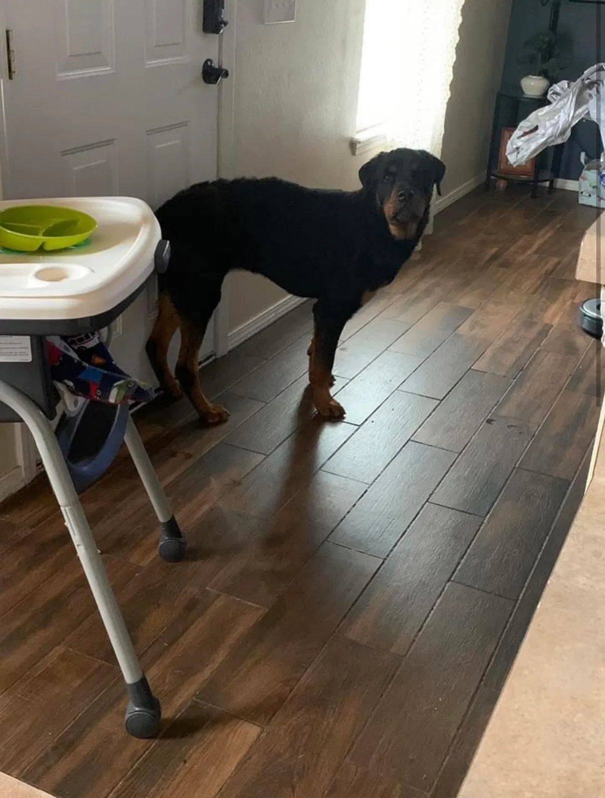 Lost dog in Collinsville, OK, 74021