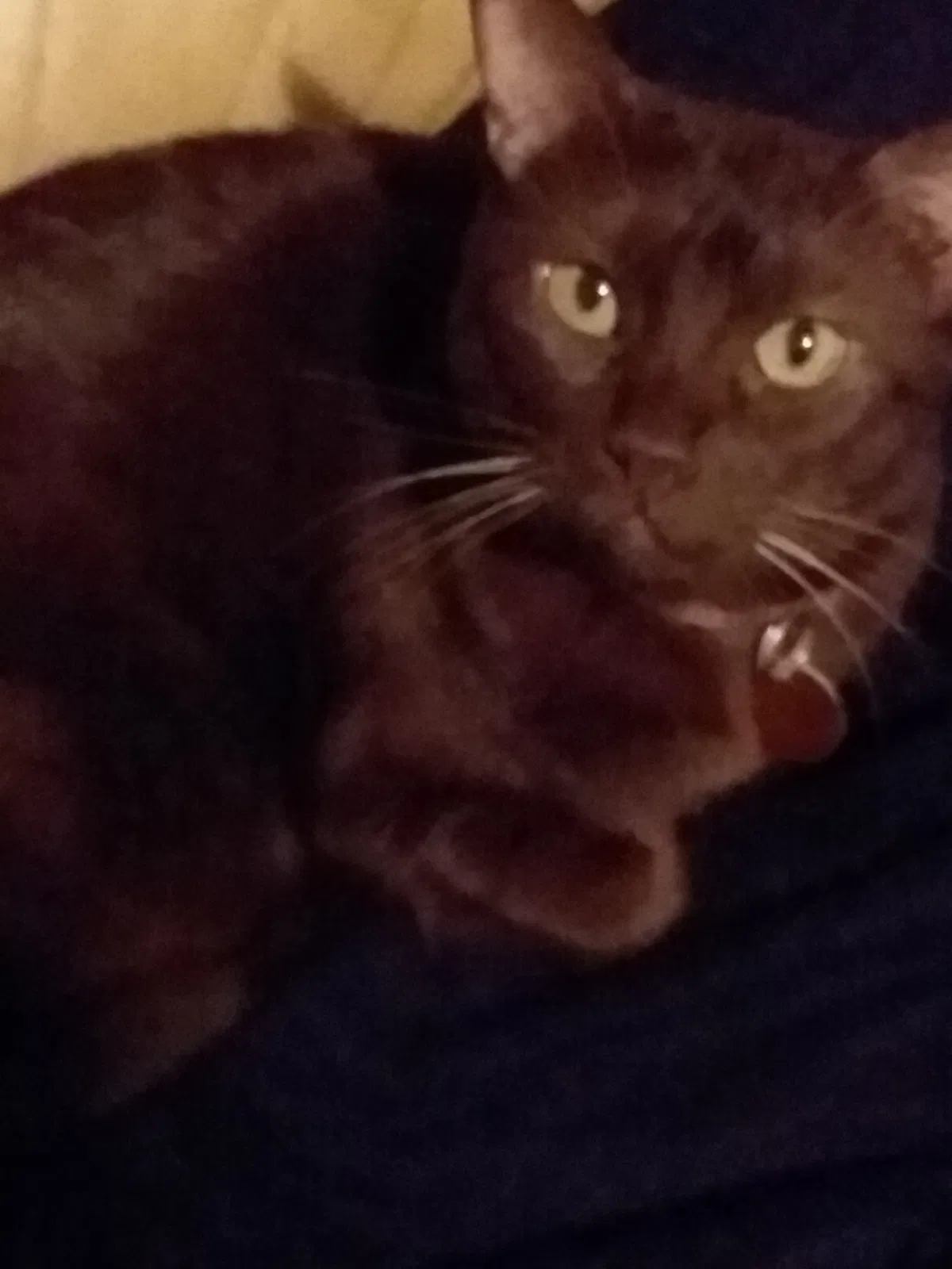 Lost cat in Belleview, FL, 34420