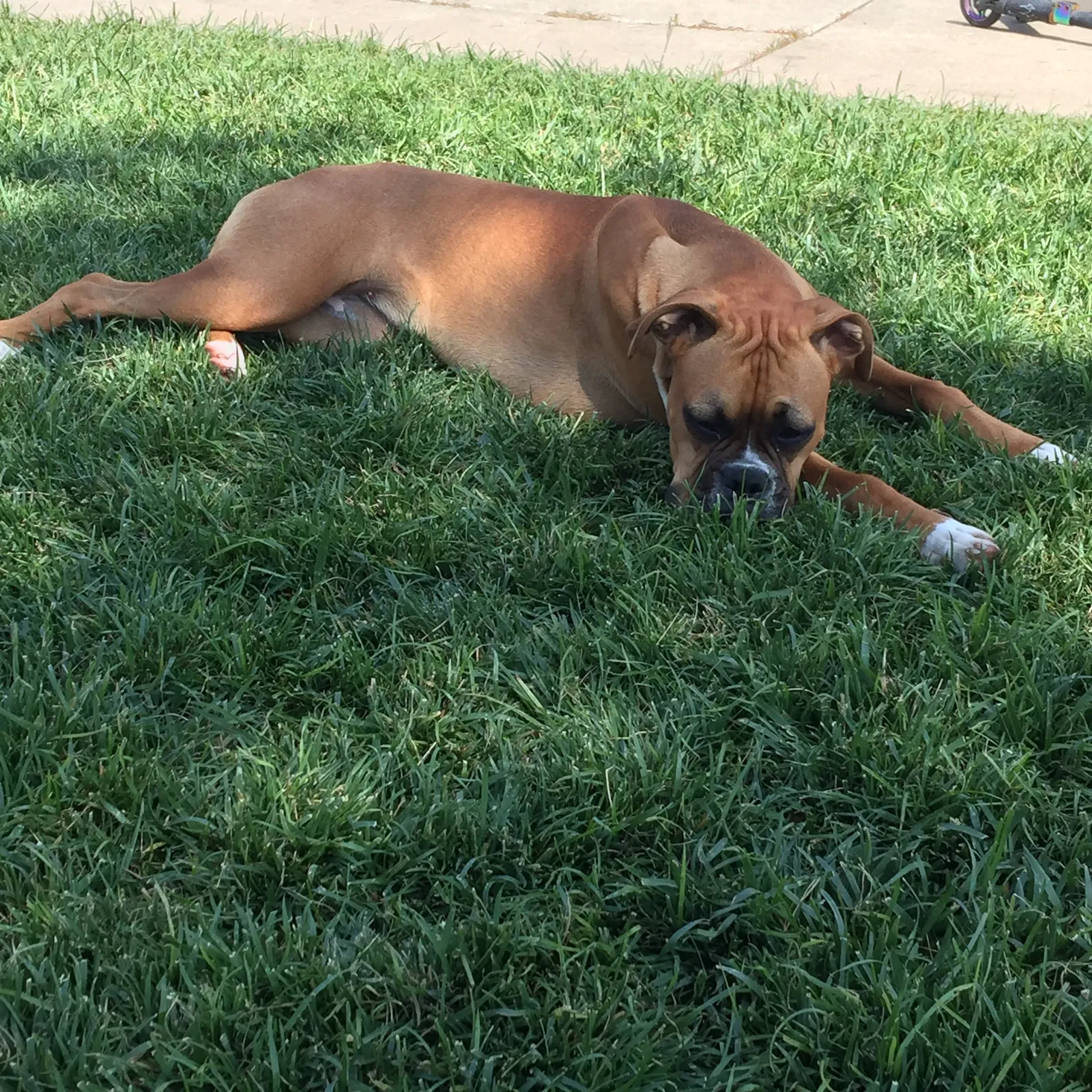 Lost dog in Perris, CA, 92570