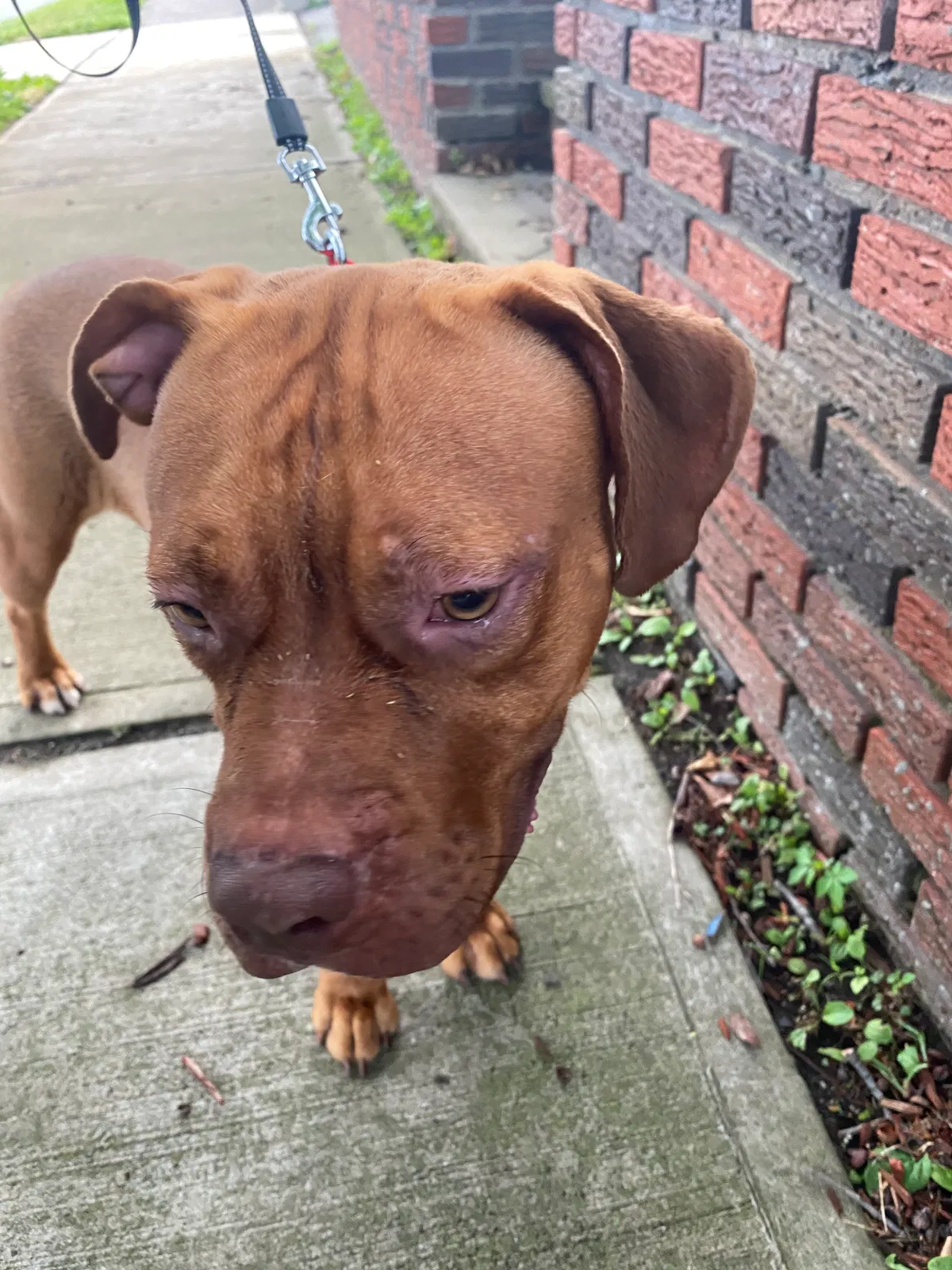 Found dog in Paterson, NJ, 7502