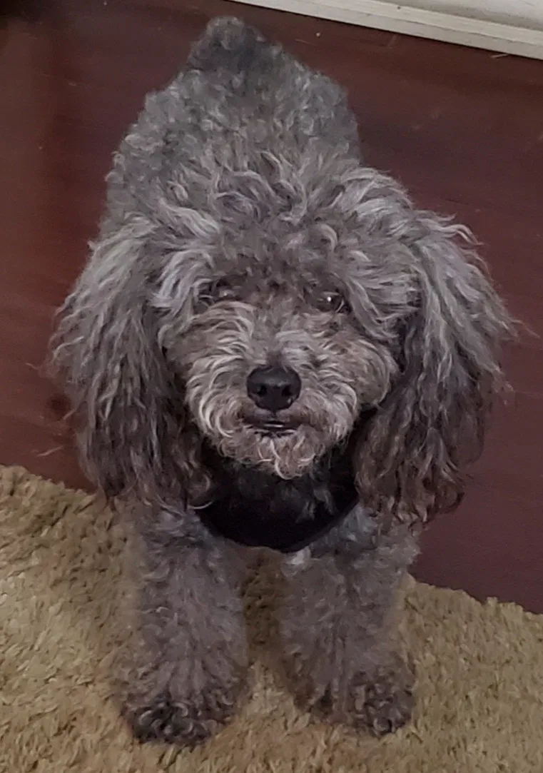 Lost dog in Elkhart, IN, 46517