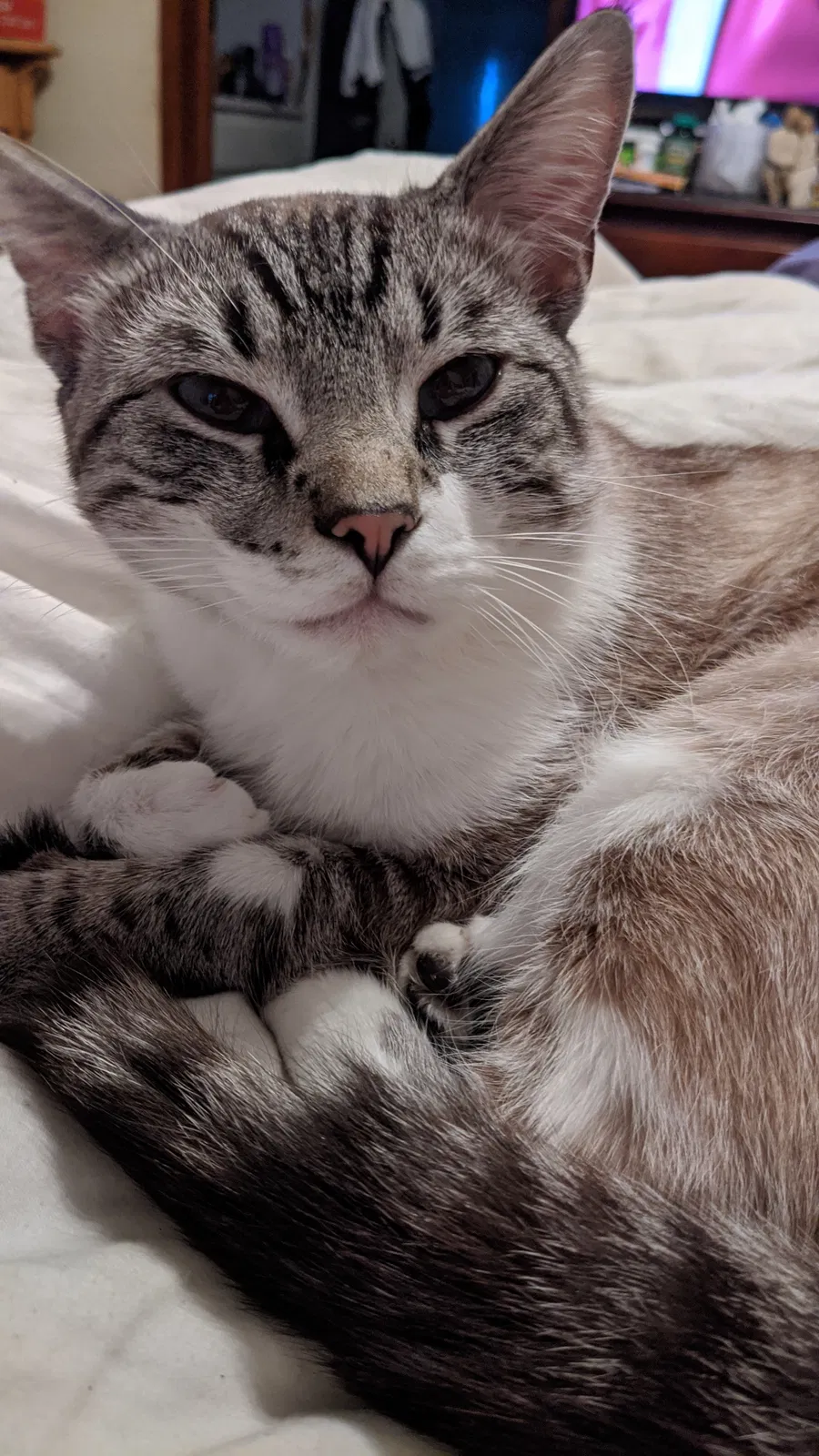 Lost cat in Kernersville, NC, 27284
