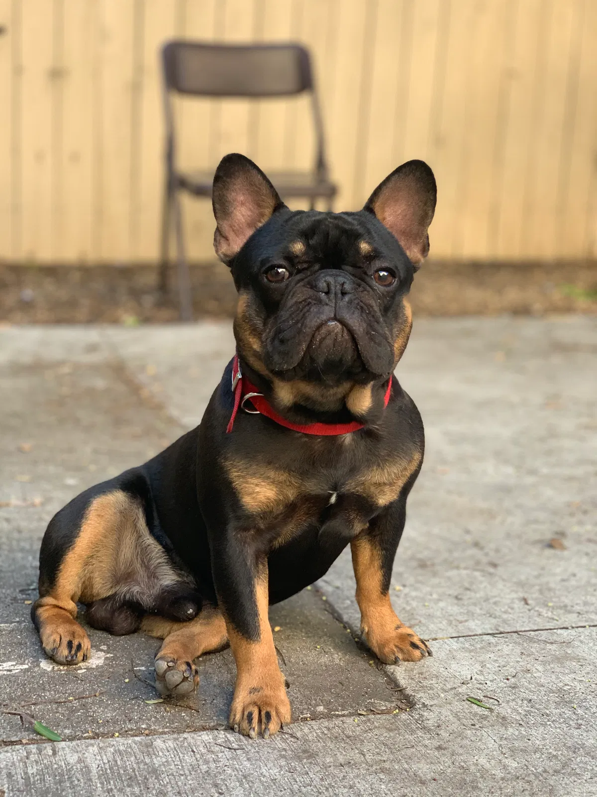 Lost dog in Pasadena, CA, 91101