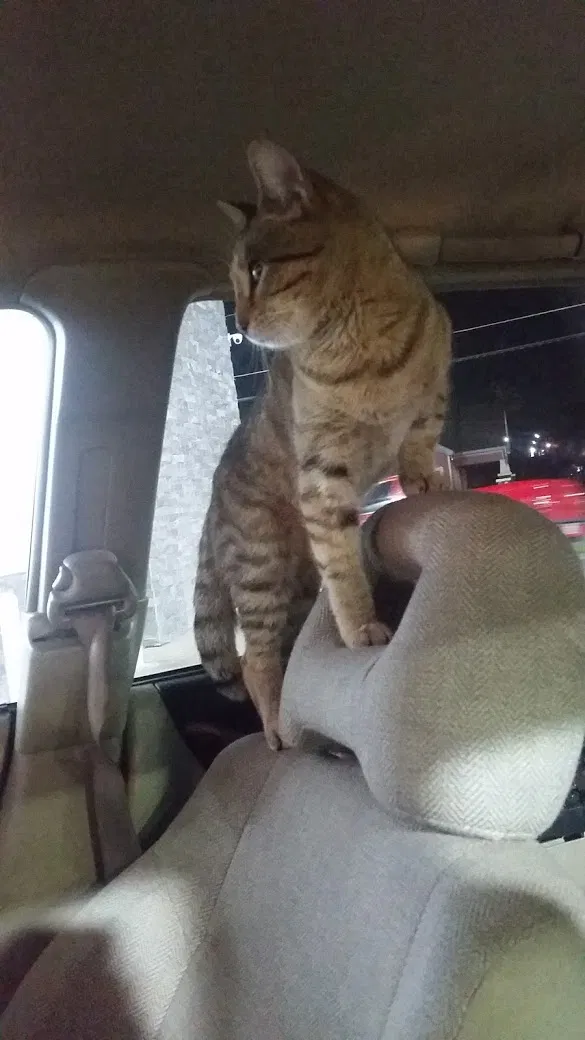 Lost cat in Arlington, TX, 76015