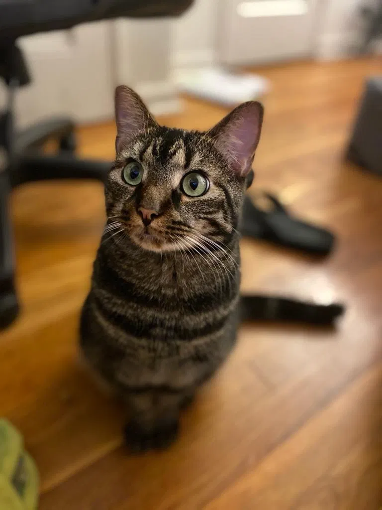Lost cat in Montclair, NJ, 7042