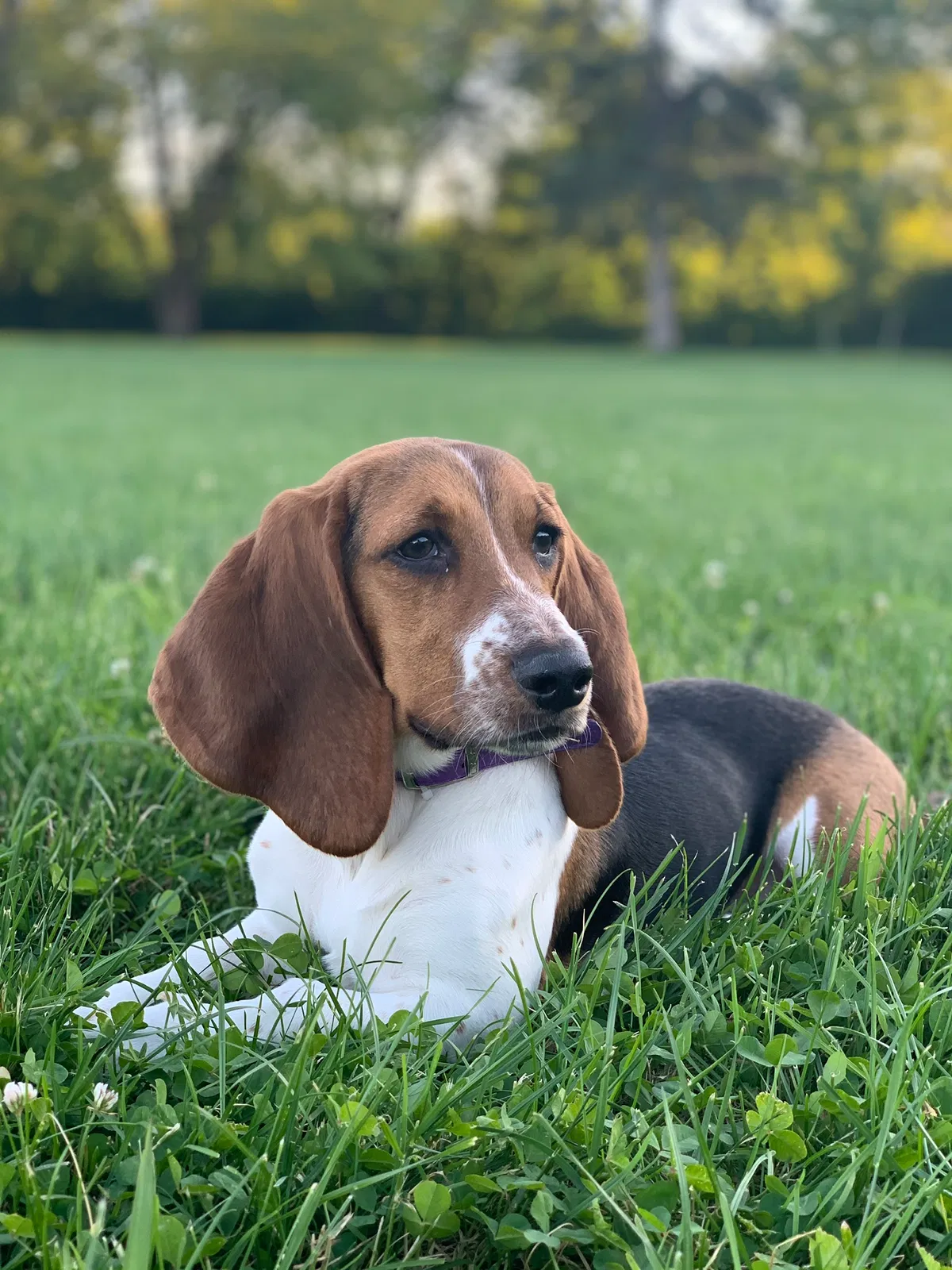 Lost dog in Columbus, OH, 43235