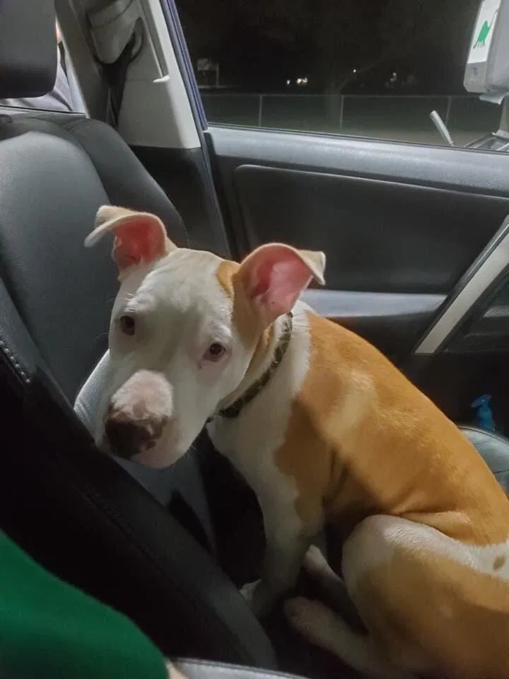 Lost dog in Shawnee, OK, 74804