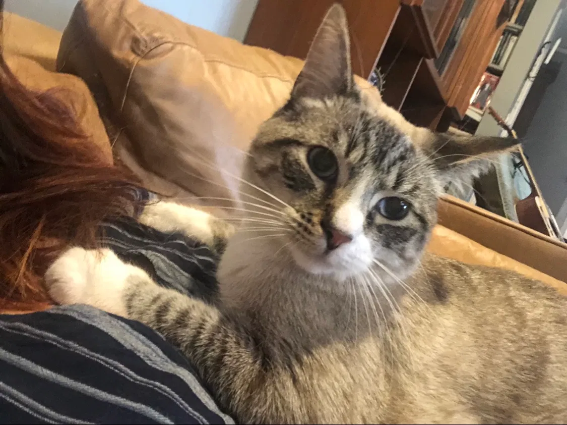 Lost cat in Portland, OR, 97219