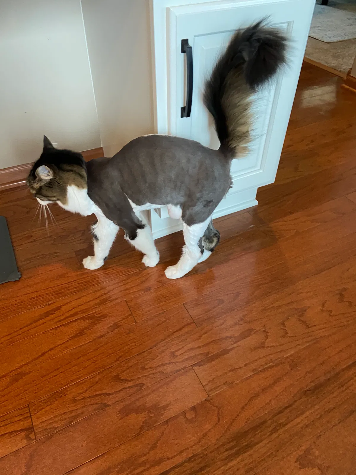 Lost cat in Minneapolis, MN, 55434