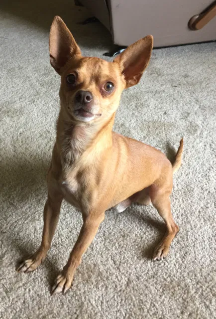Lost dog in Lake Wales, FL, 33898