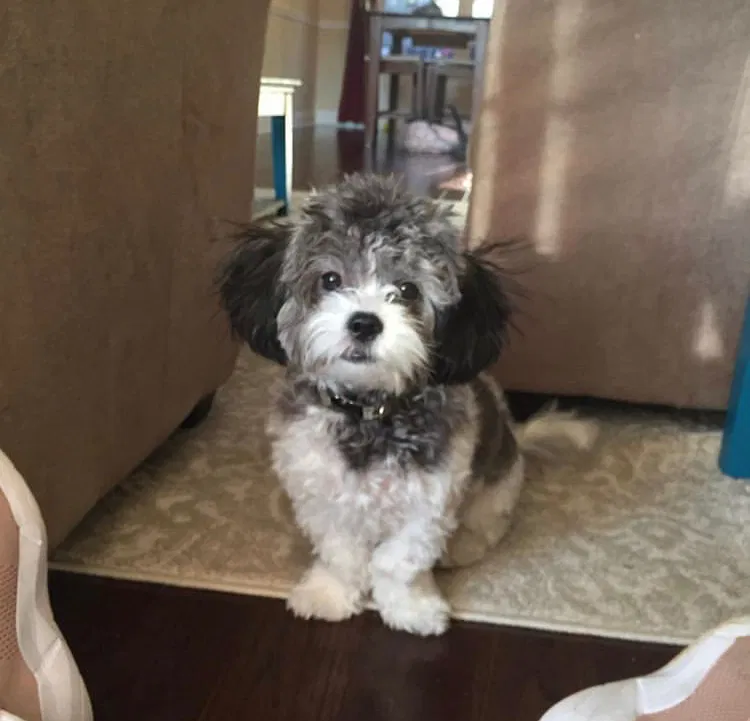 Lost dog in Baltimore, MD, 21206
