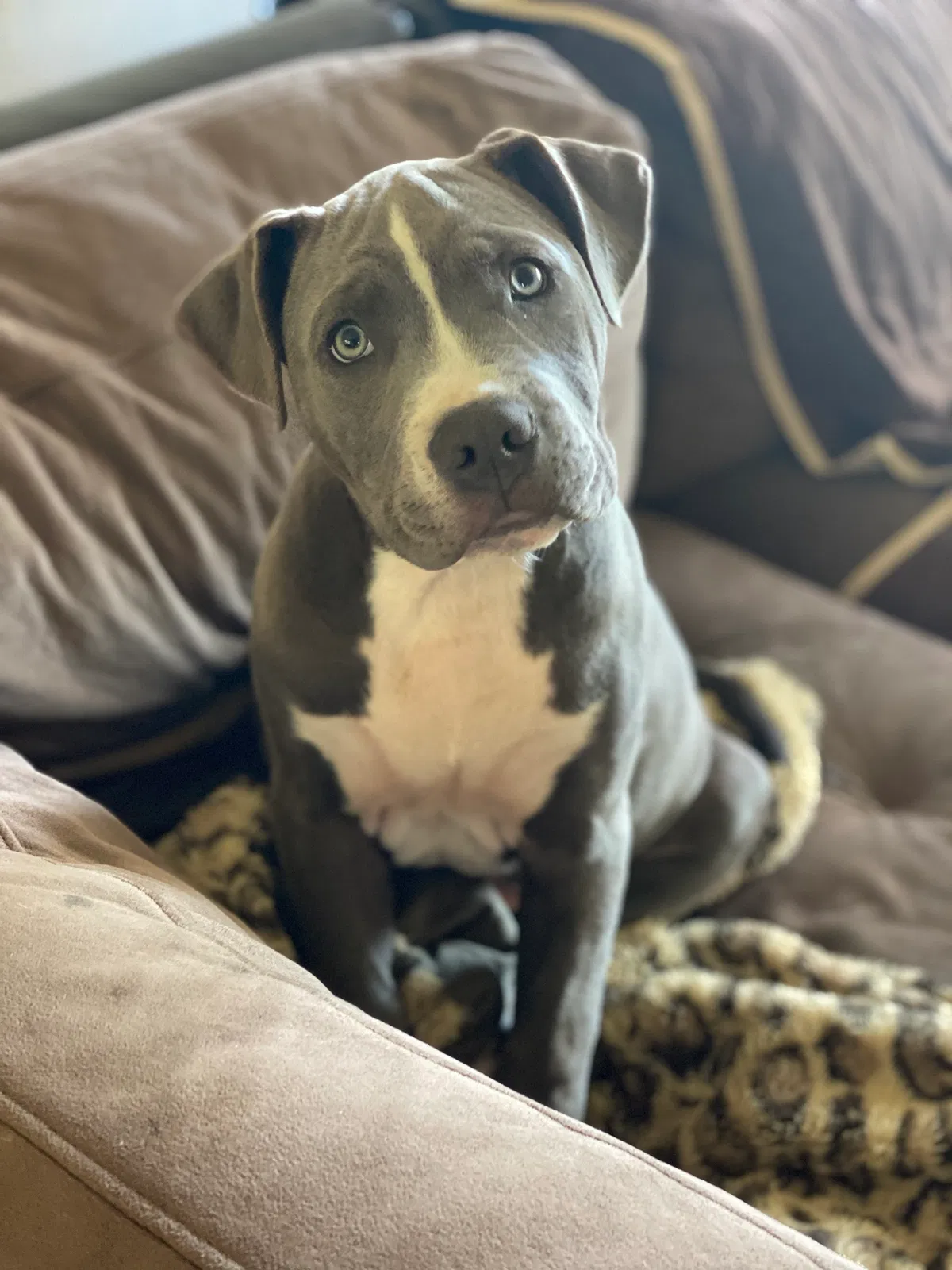 Lost dog in Rickreall, OR, 97371
