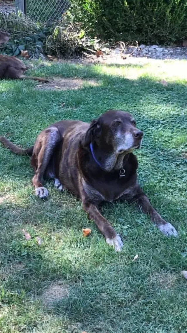 Lost dog in Fairfield, OH, 45014
