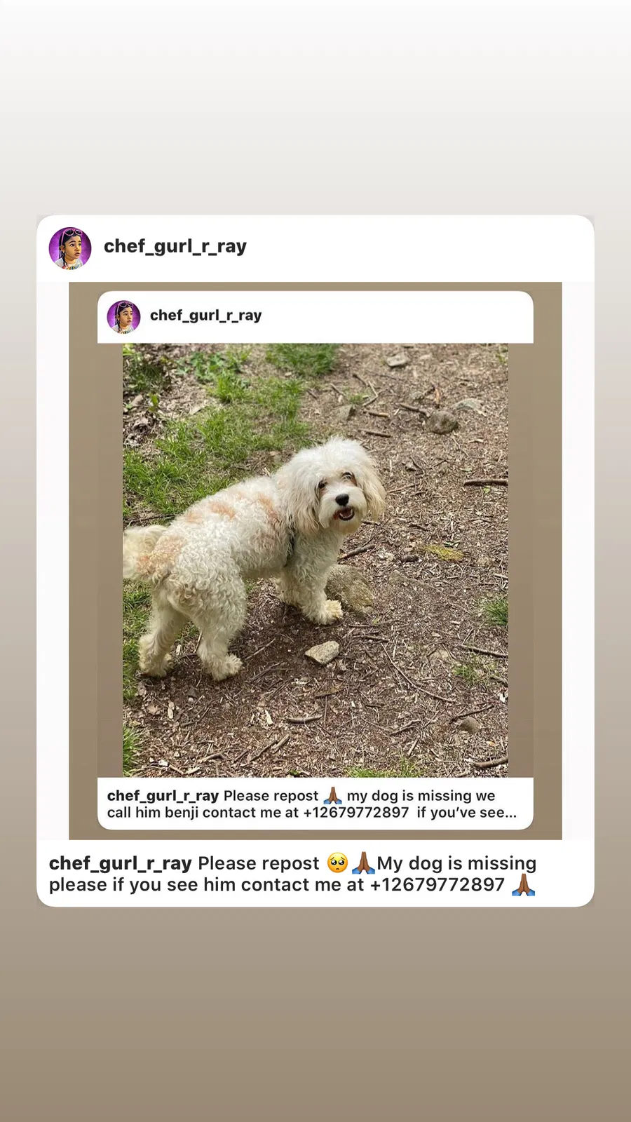 Lost dog in Philadelphia, PA, 19143