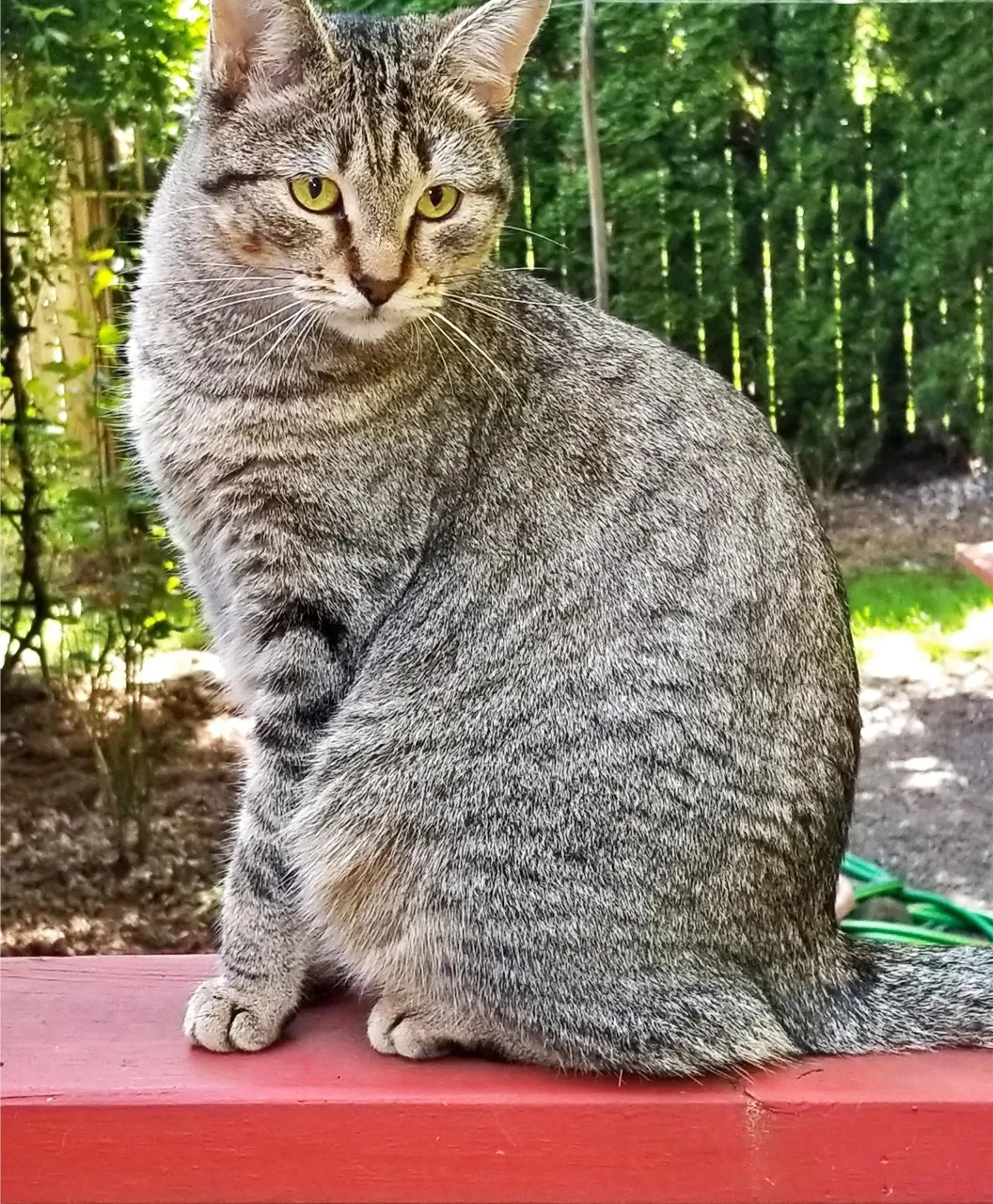 Lost cat in Oregon City, OR, 97045