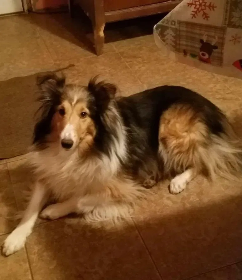 Lost dog in Streetsboro, OH, 44241