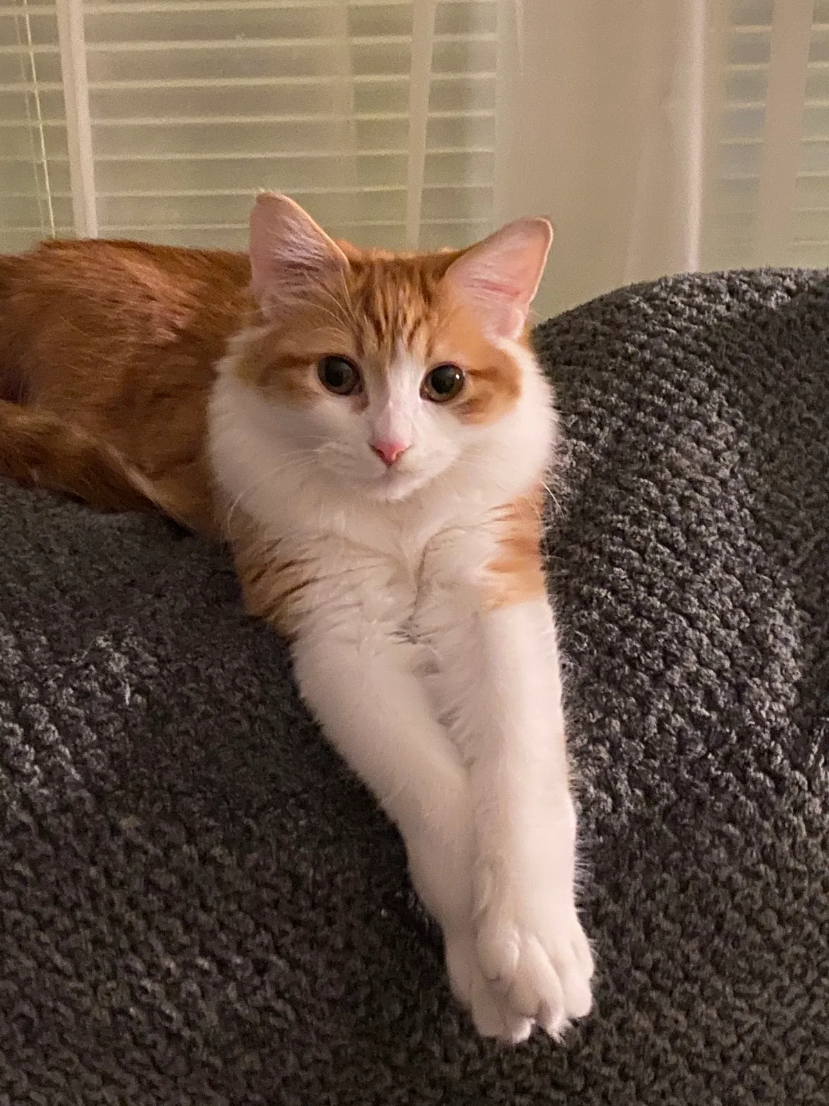 Lost cat in Milwaukee, WI, 53214