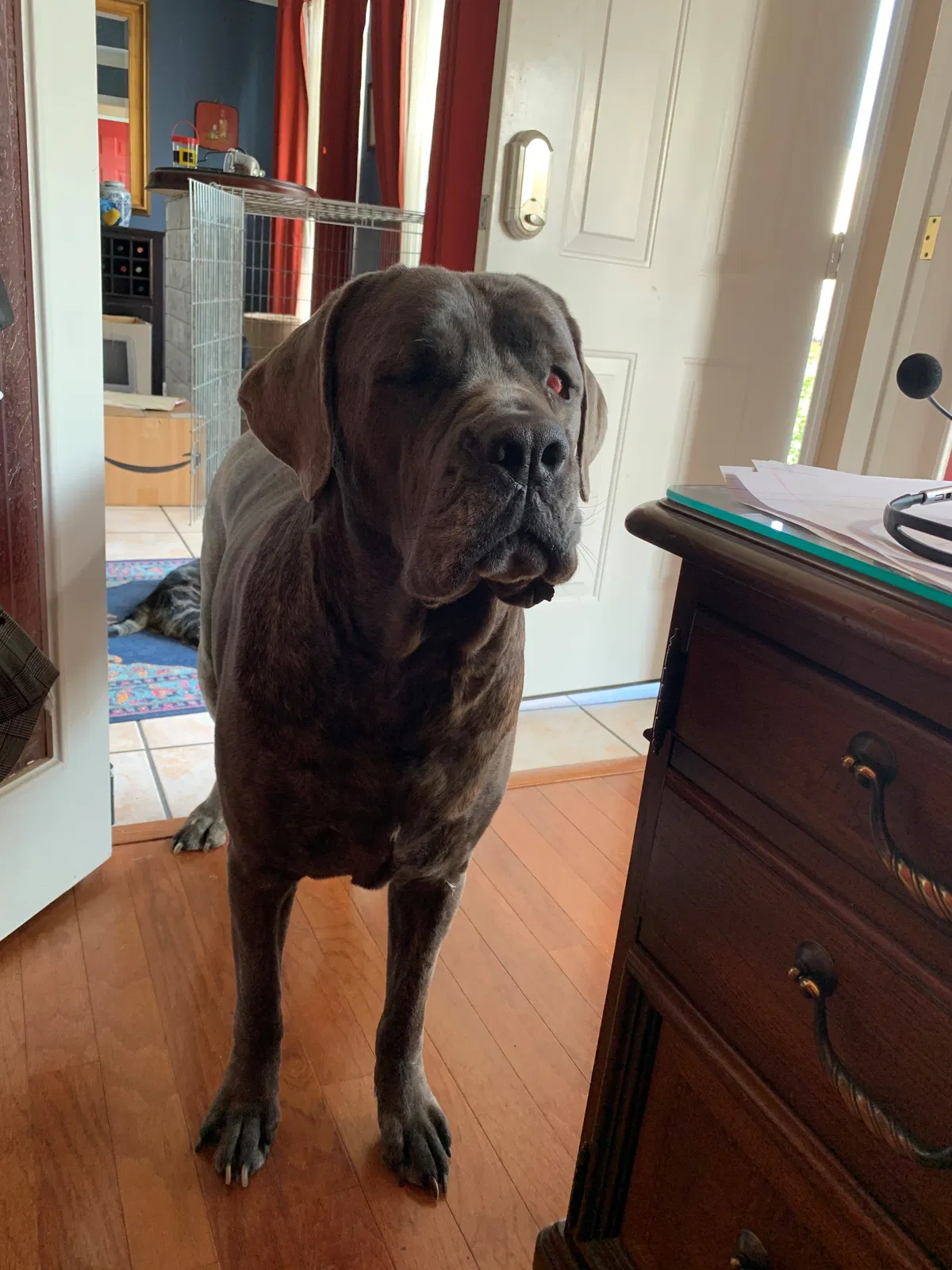 Lost dog in Cranberry Twp, PA, 16066